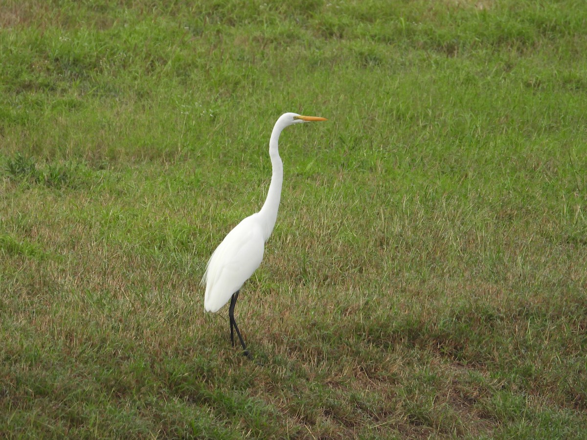 Great Egret - ML647250461