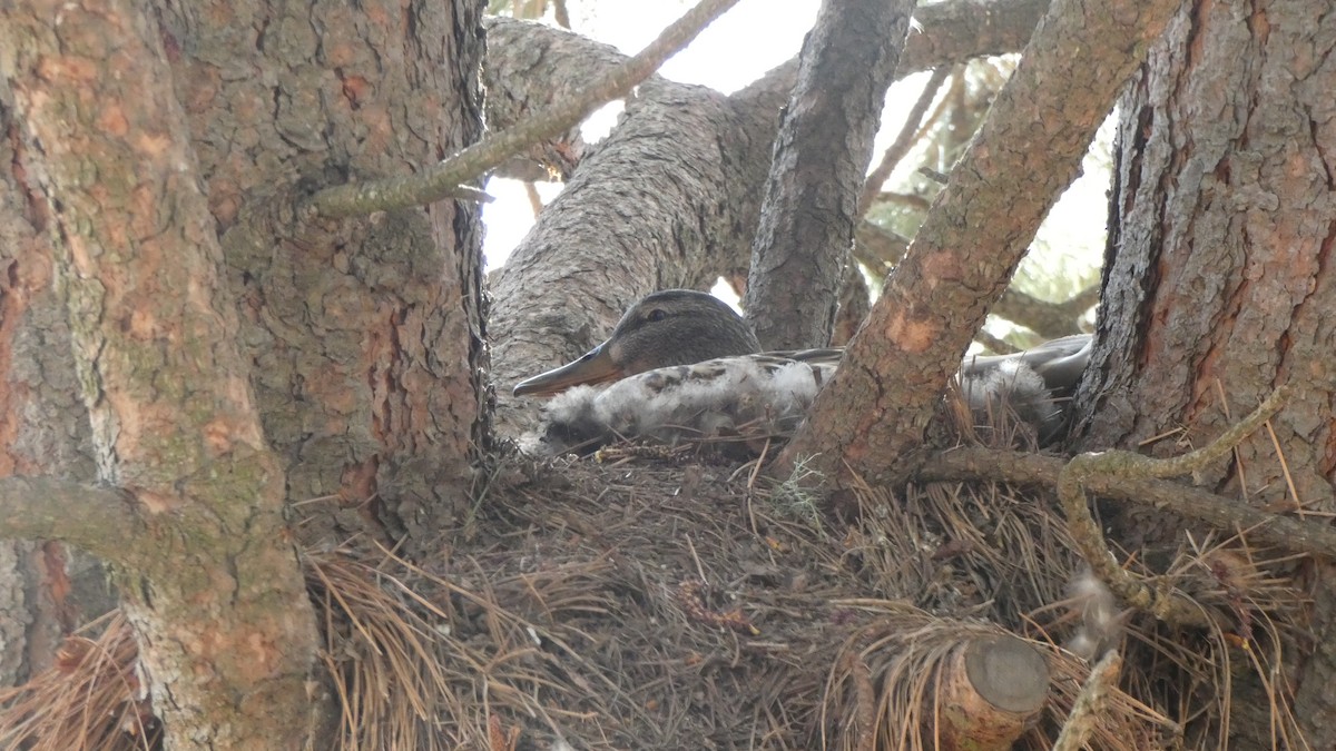 kachna divoká - ML647250466