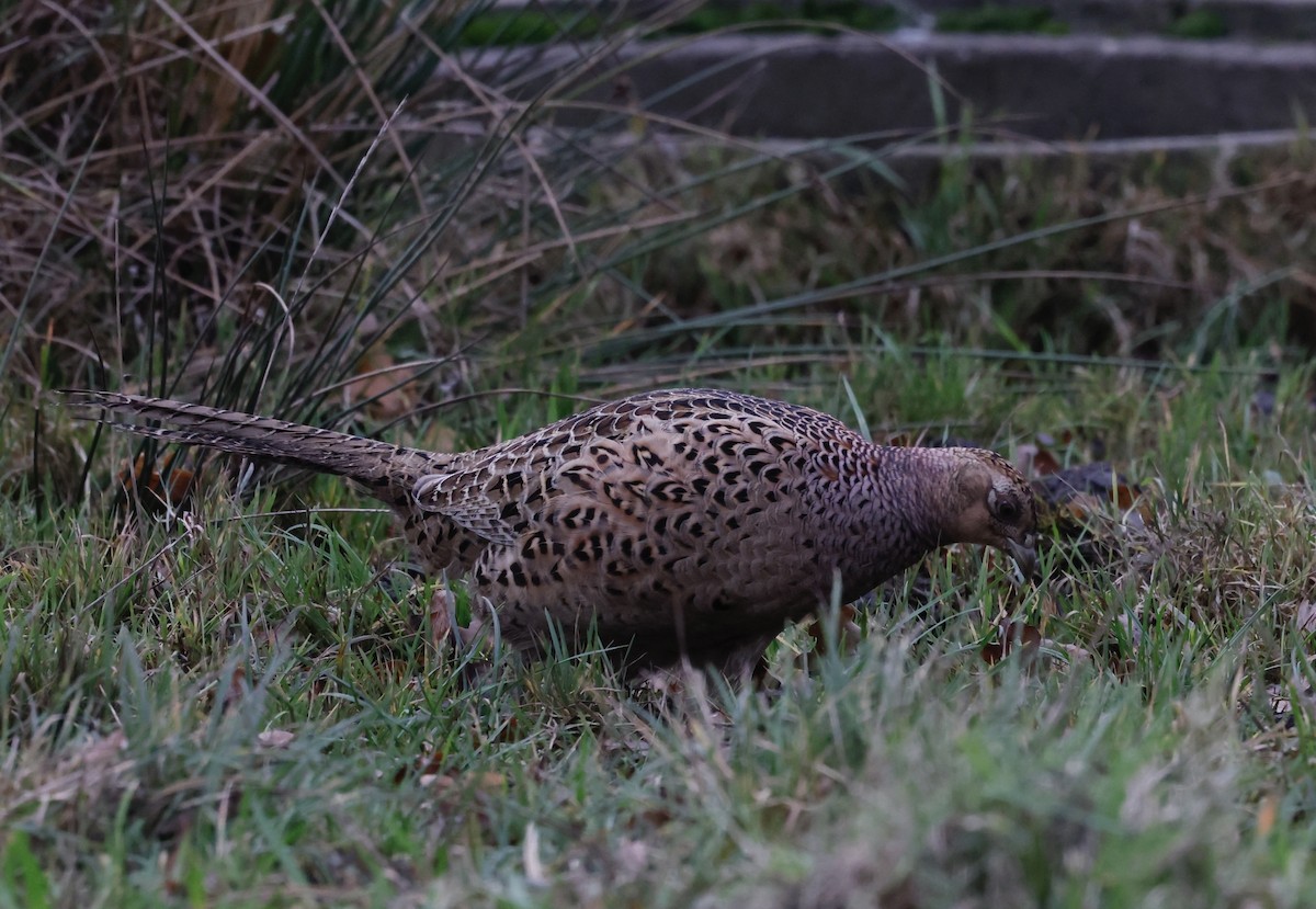 Ring-necked Pheasant - ML647250469