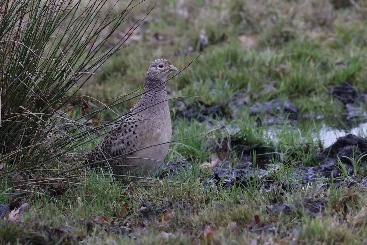Ring-necked Pheasant - ML647250470