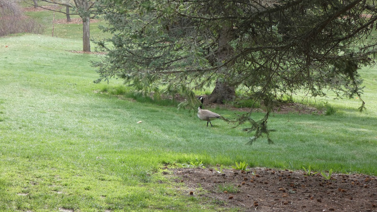 ברנטה קנדית - ML647250480