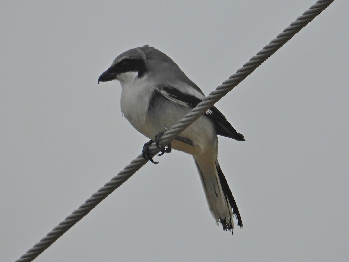 Loggerhead Shrike - ML647250485