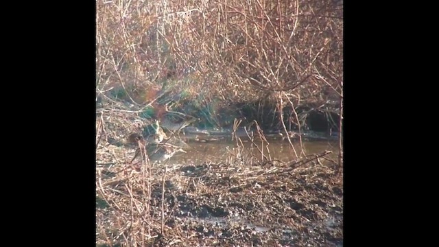 Wilson's Snipe - ML647250493