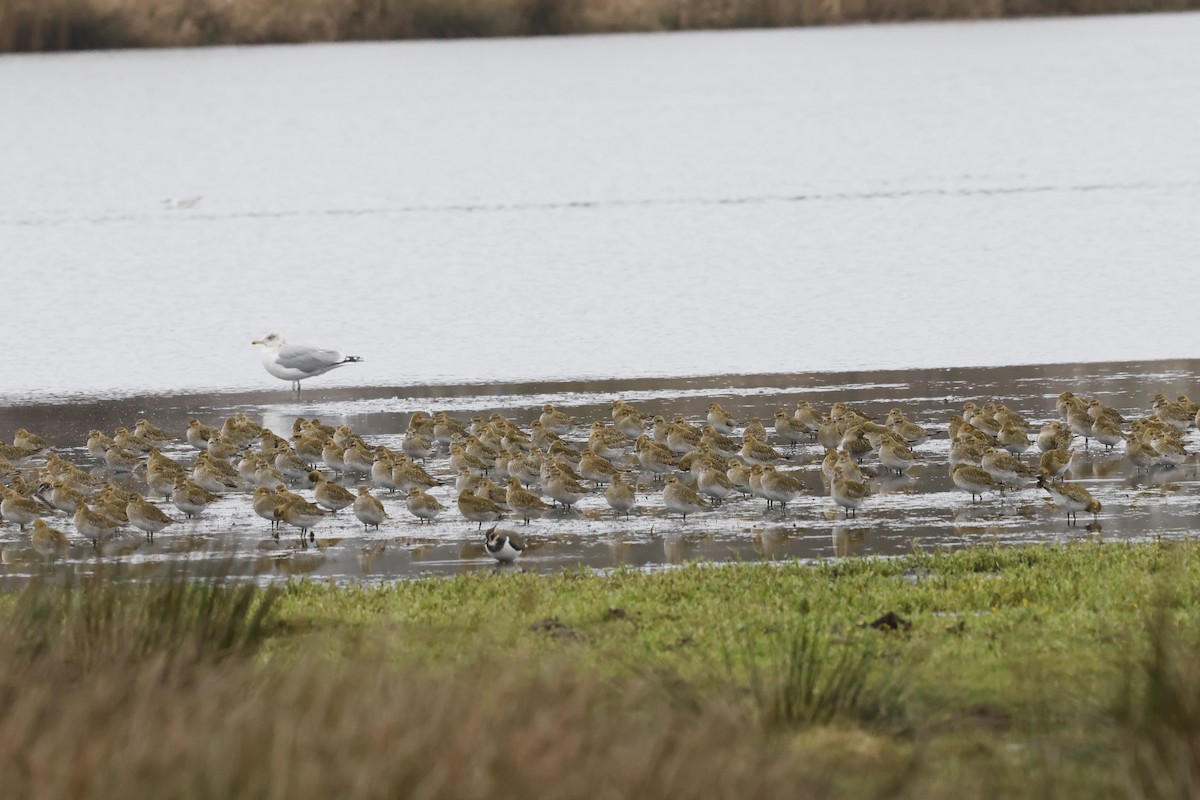 Сивка звичайна - ML647250495