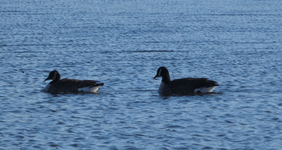 ברנטה קנדית - ML647250503