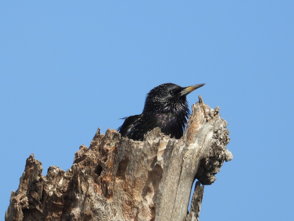 European Starling - ML647250507