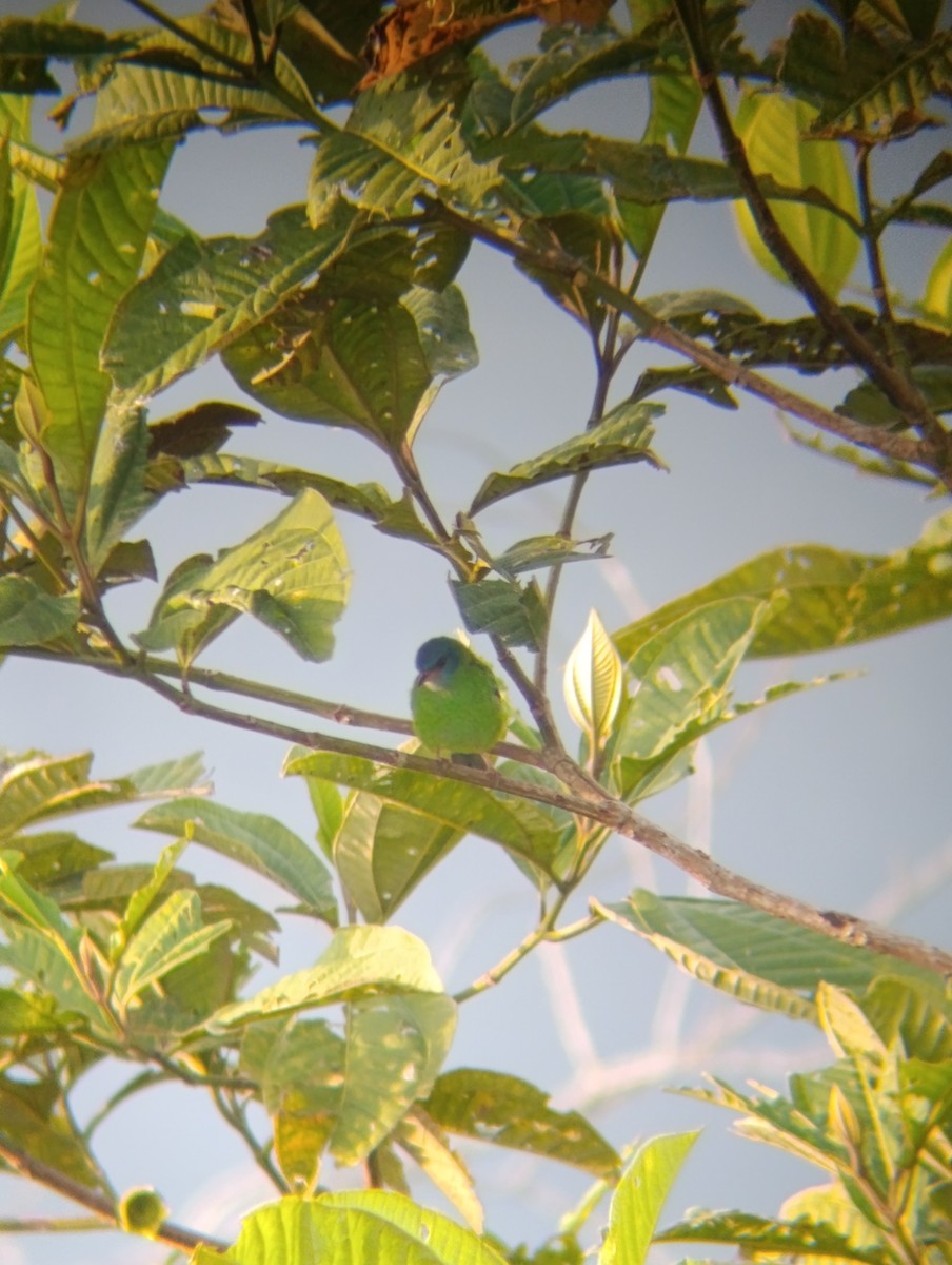 ヒワミツドリ - ML647250517