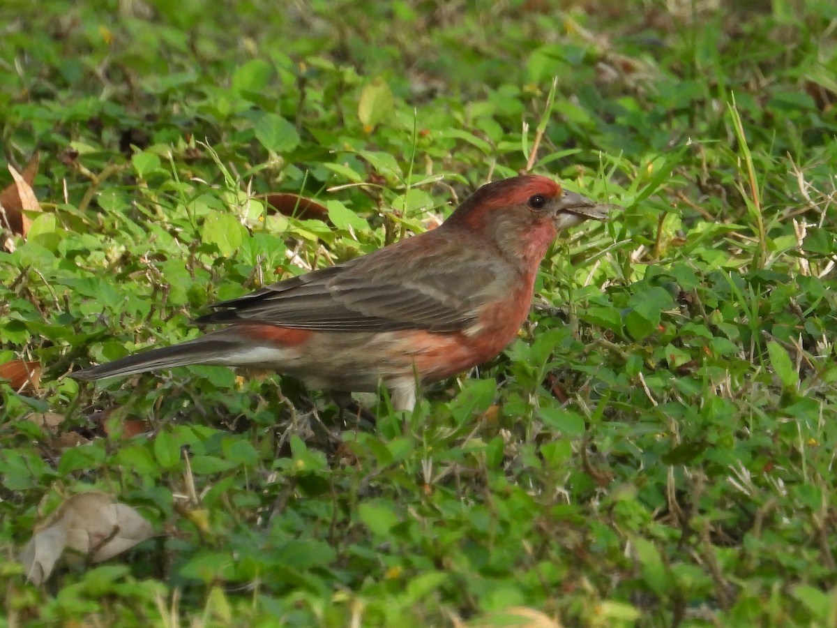 House Finch - ML647250518