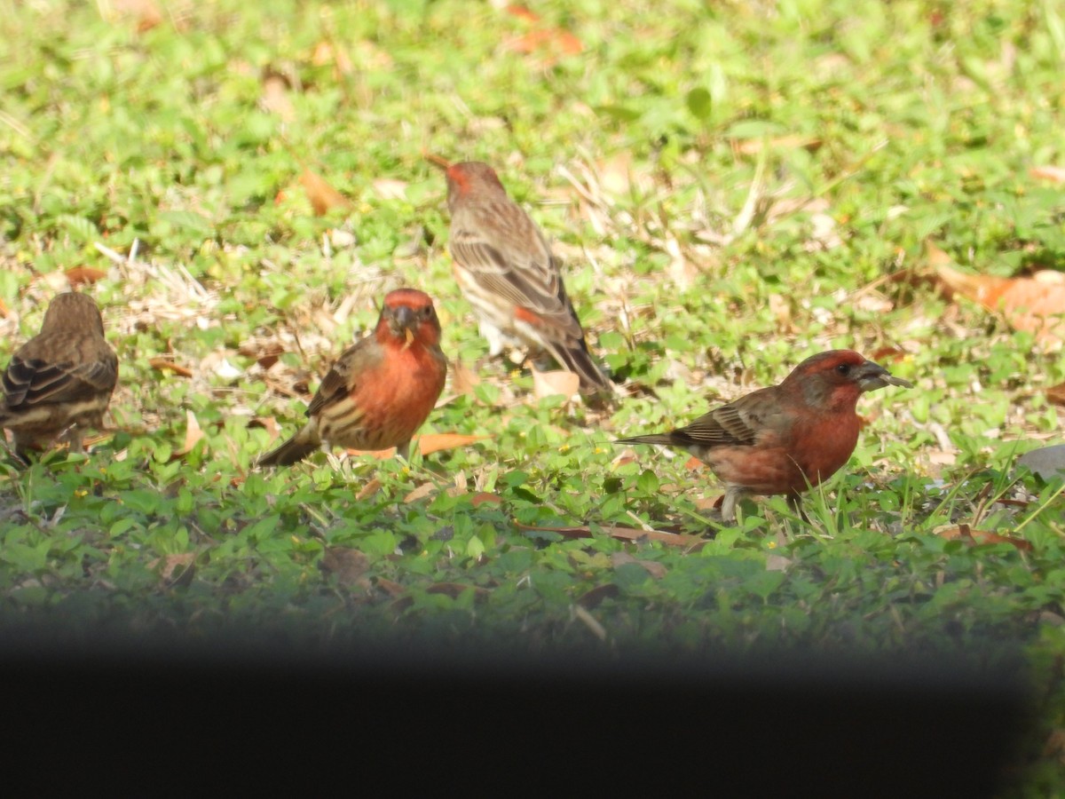 House Finch - ML647250528