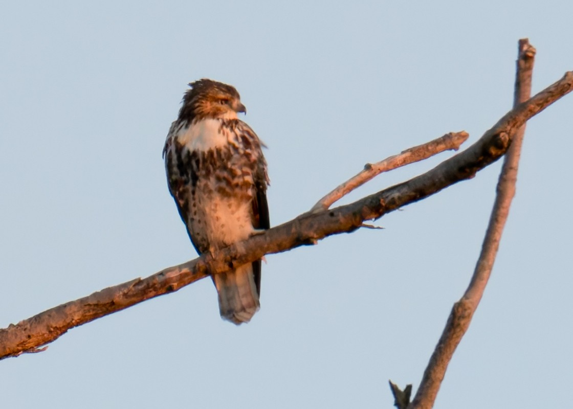 Red-tailed Hawk - ML647250529
