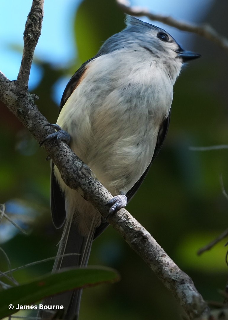 gråduskmeis - ML647250537