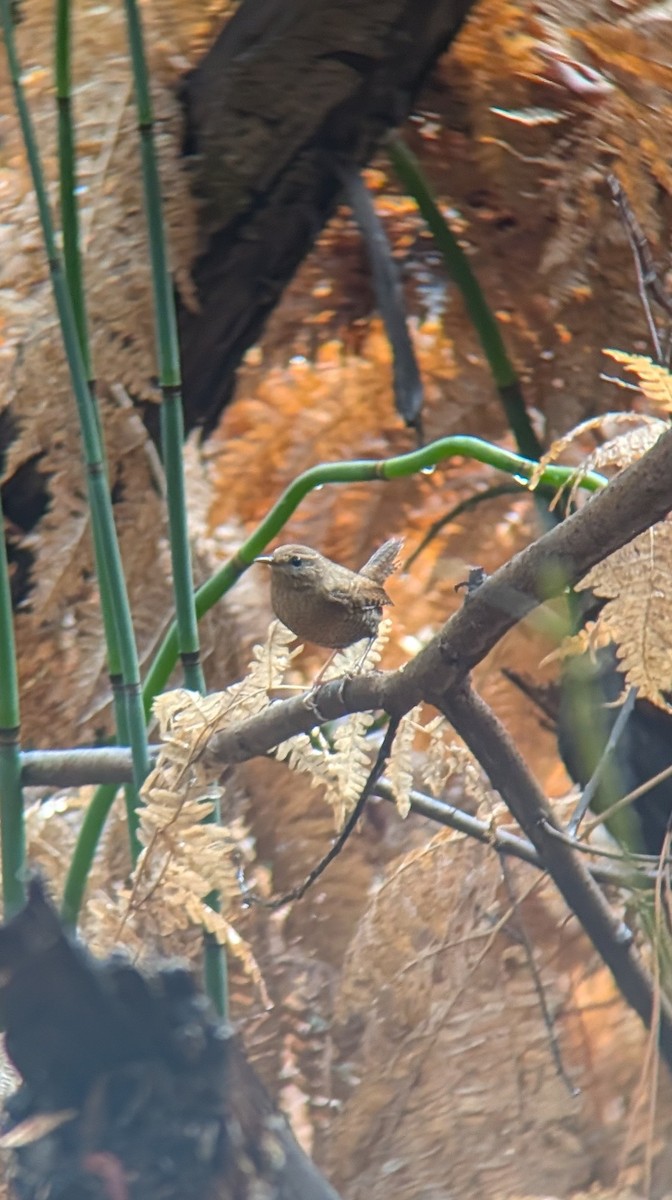 Pacific Wren - ML647250540