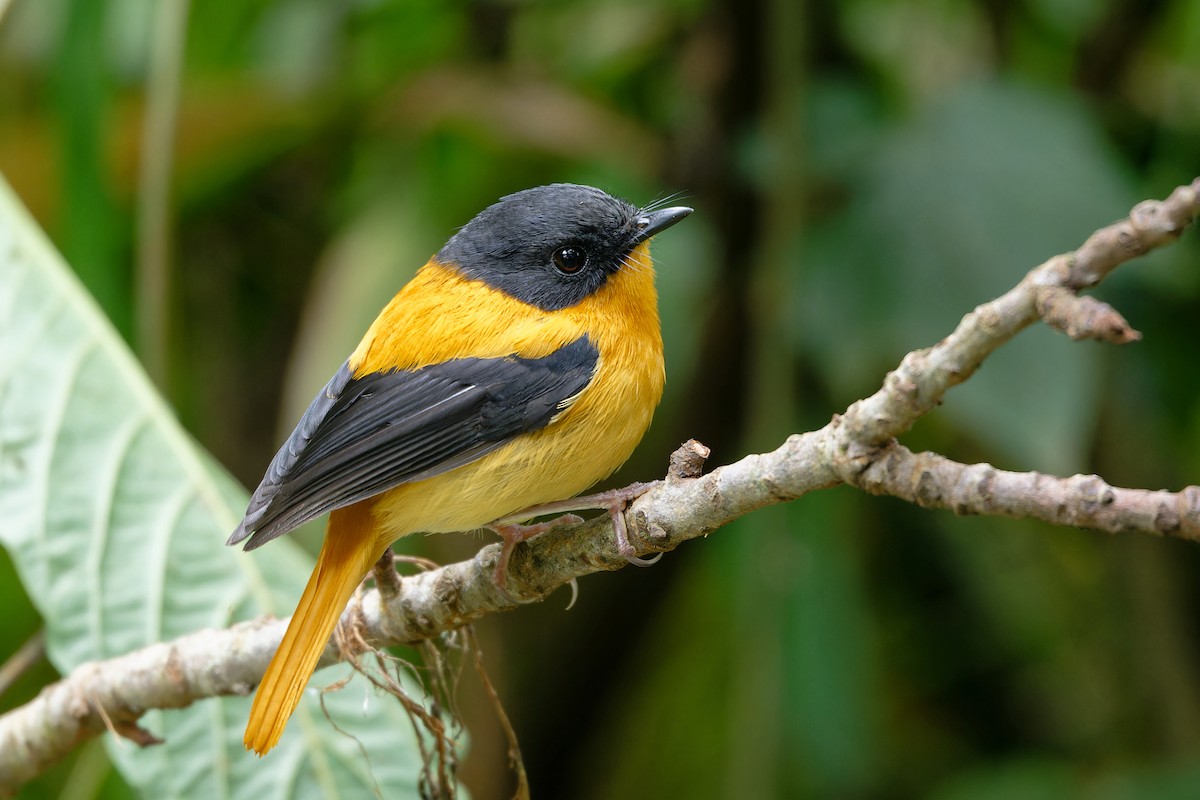 Black-and-orange Flycatcher - ML647250546