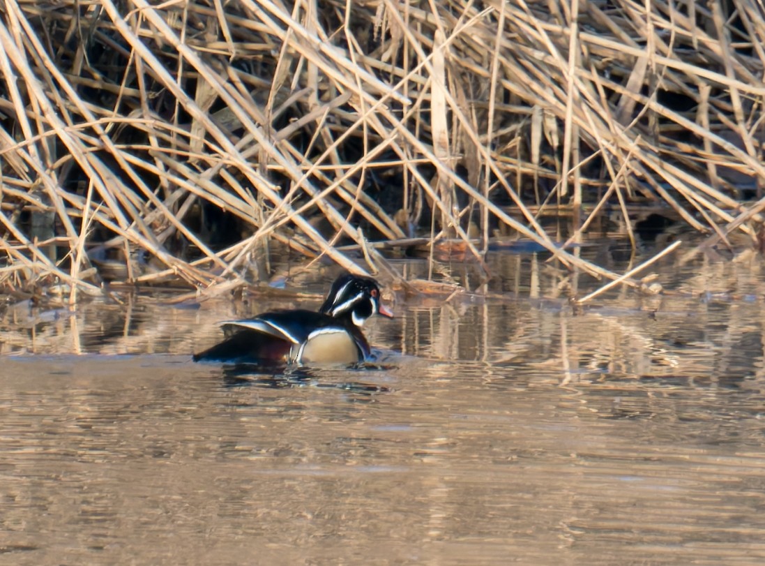 Wood Duck - ML647250556