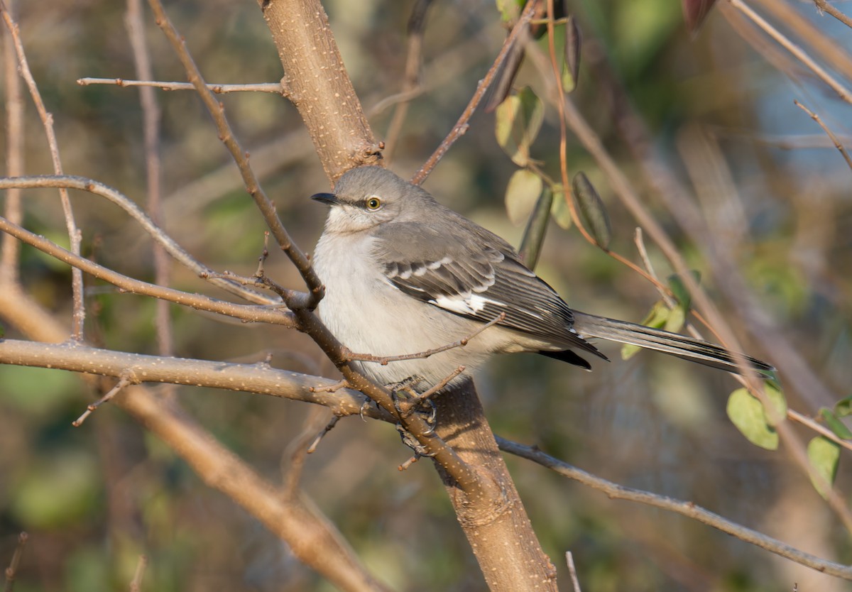 Northern Mockingbird - ML647250564