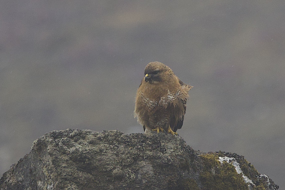 Himalayan Buzzard - ML647250570