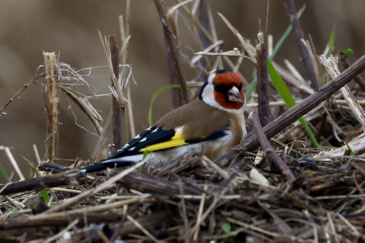 European Goldfinch - ML647250575