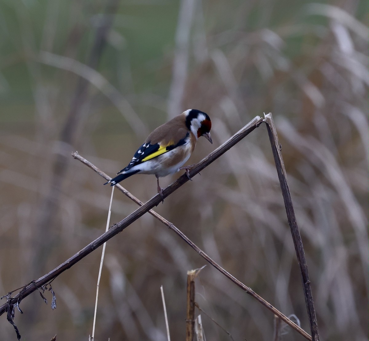 European Goldfinch - ML647250576