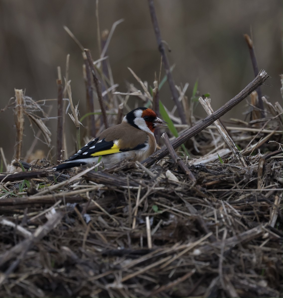 European Goldfinch - ML647250577