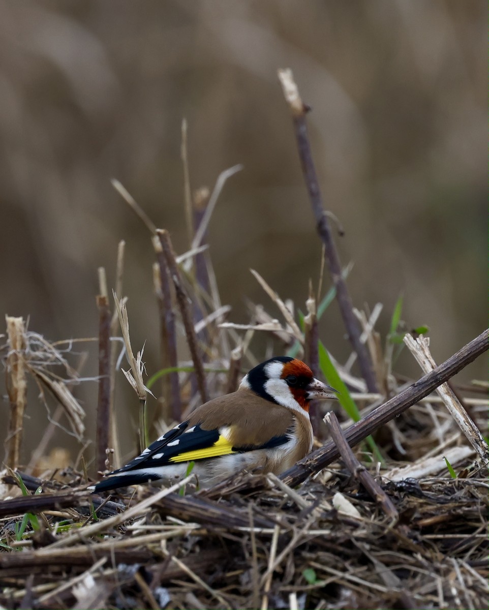 European Goldfinch - ML647250578