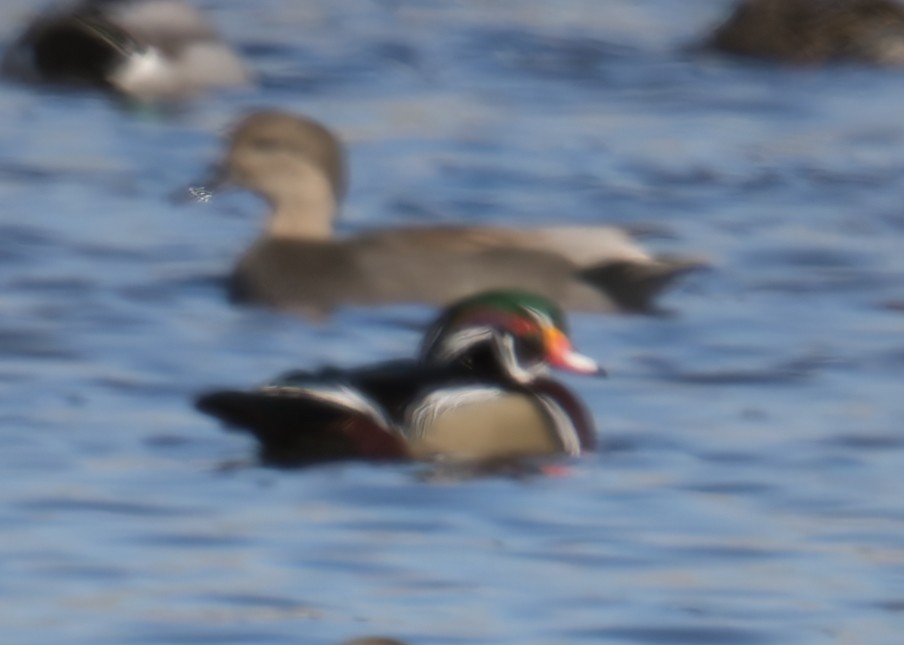 Wood Duck - ML647250584