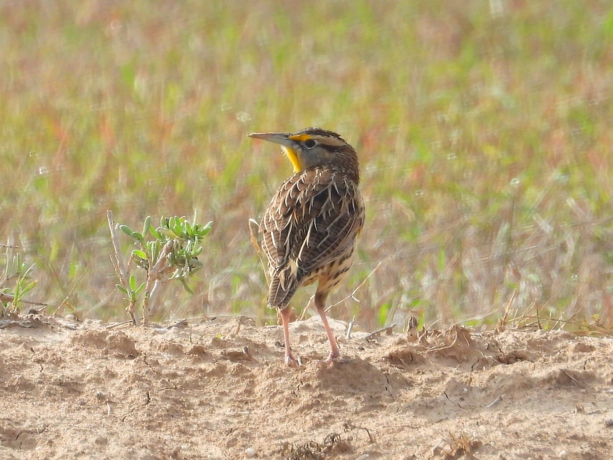 Eastern Meadowlark - ML647250588
