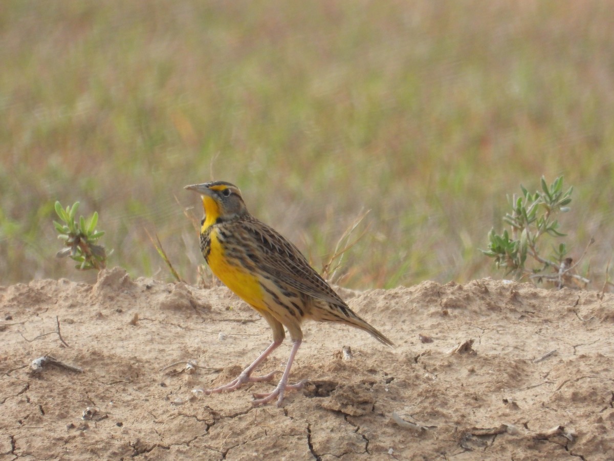 Eastern Meadowlark - ML647250593