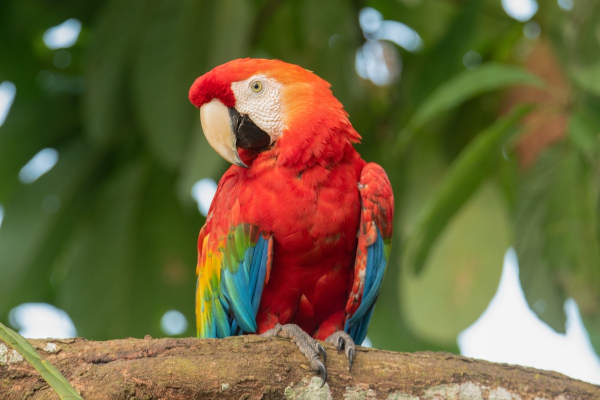 Scarlet Macaw - ML647250594