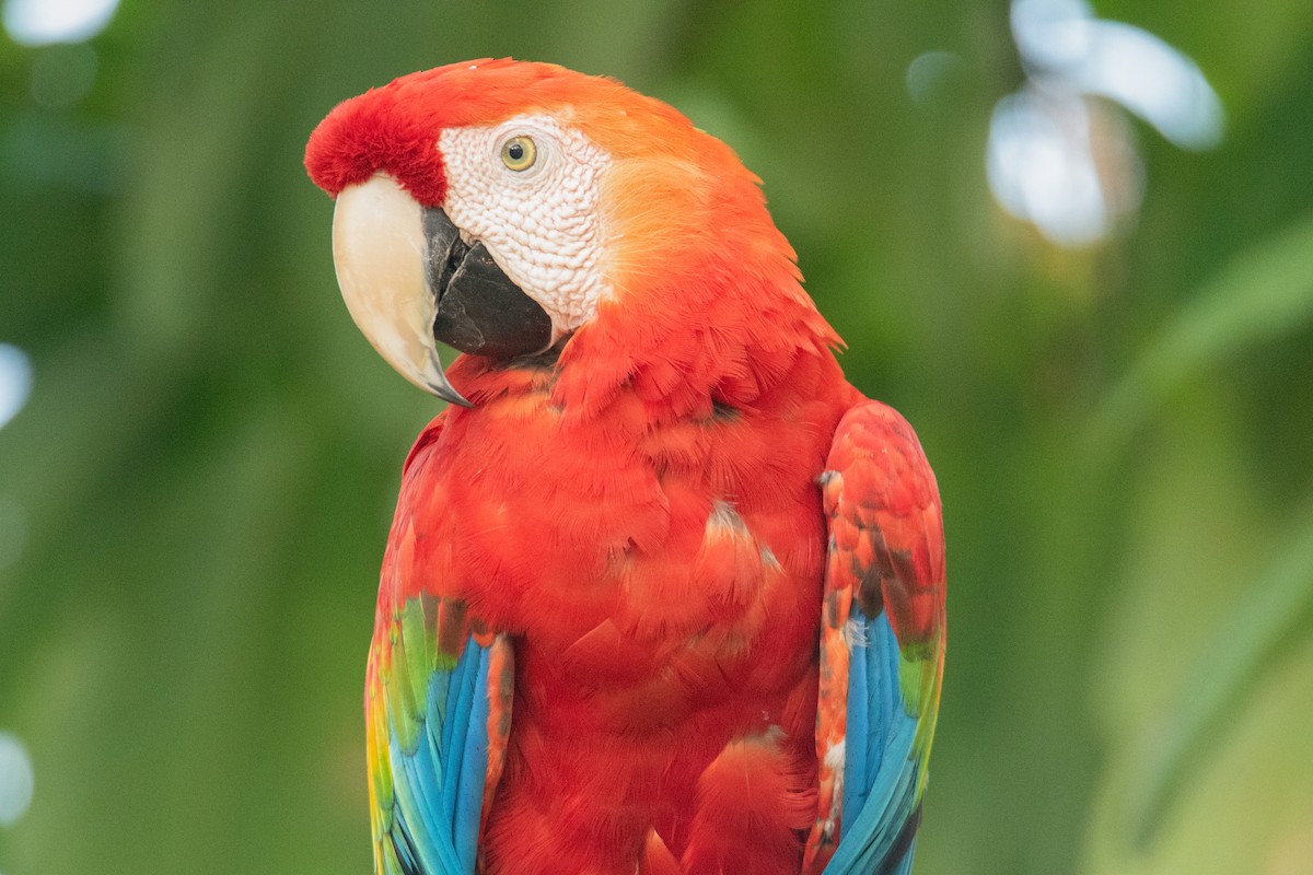 Scarlet Macaw - ML647250595