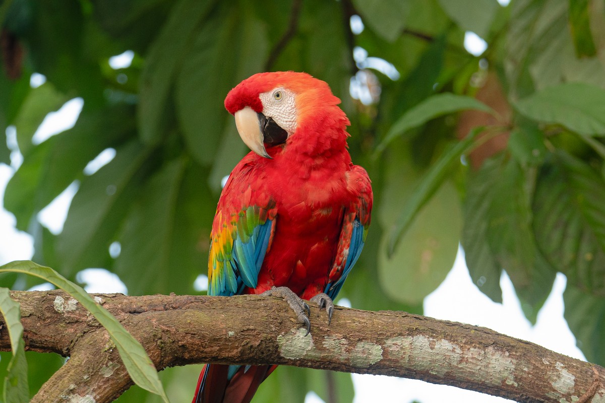 Scarlet Macaw - ML647250596