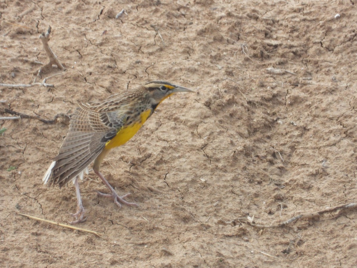 Eastern Meadowlark - ML647250597