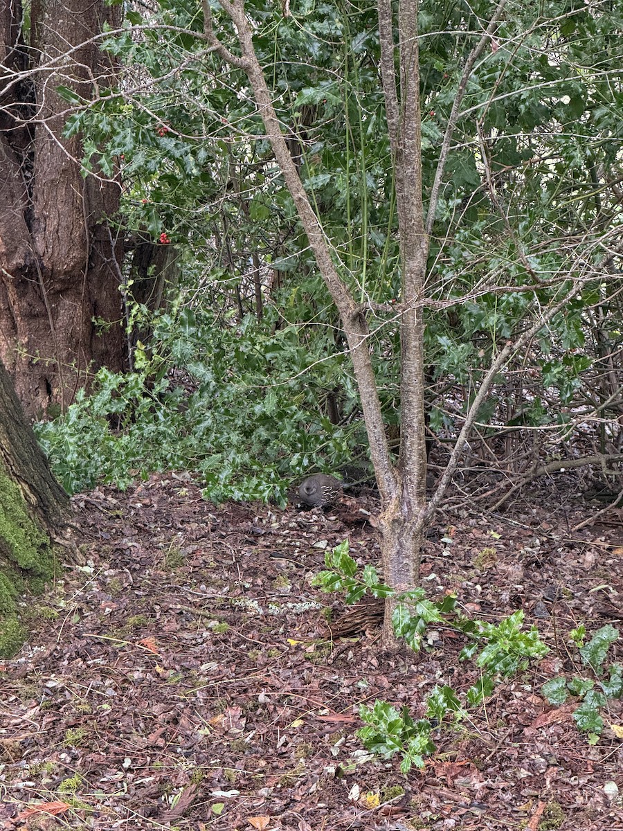 California Quail - ML647250601