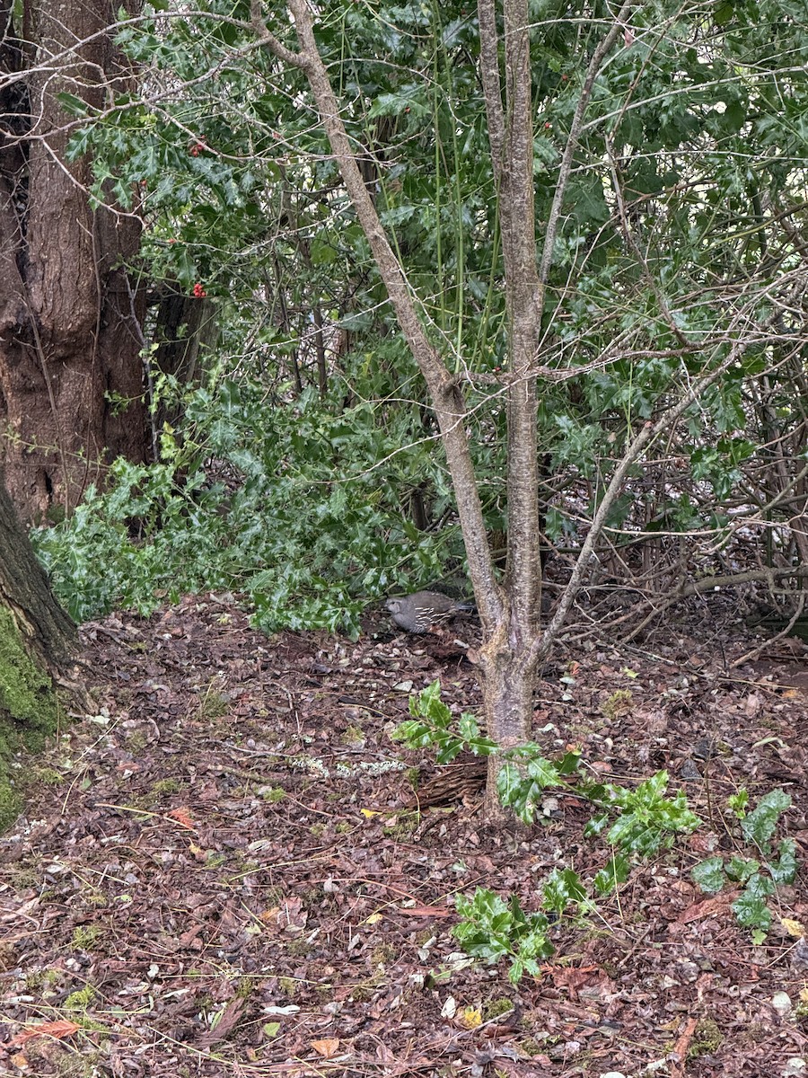 California Quail - ML647250602