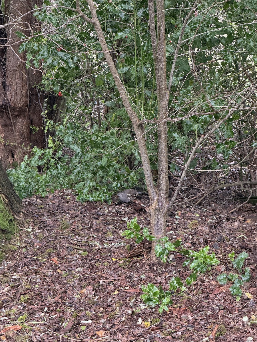 California Quail - ML647250603