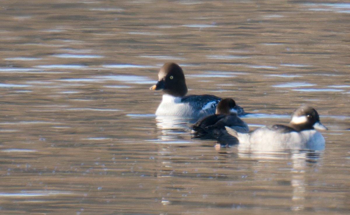 Common Goldeneye - ML647250604