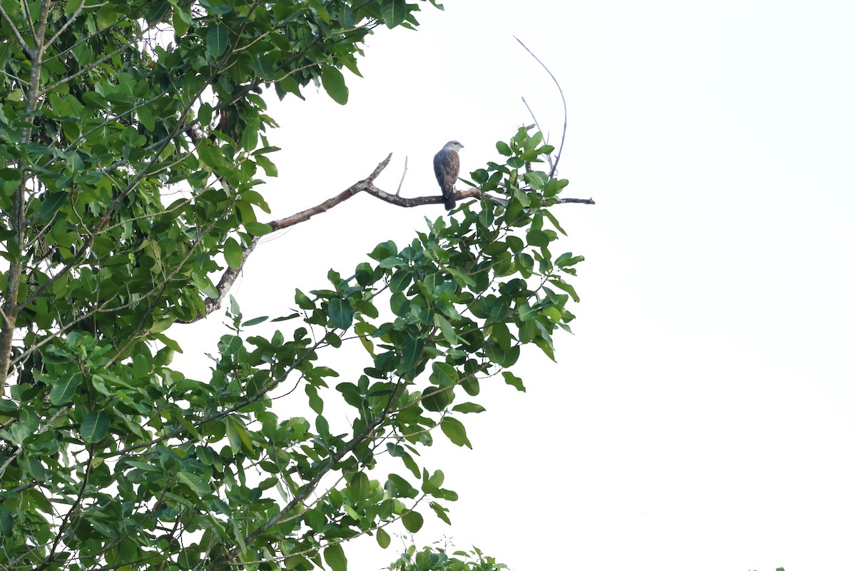 Ridgway's Hawk - ML647250606