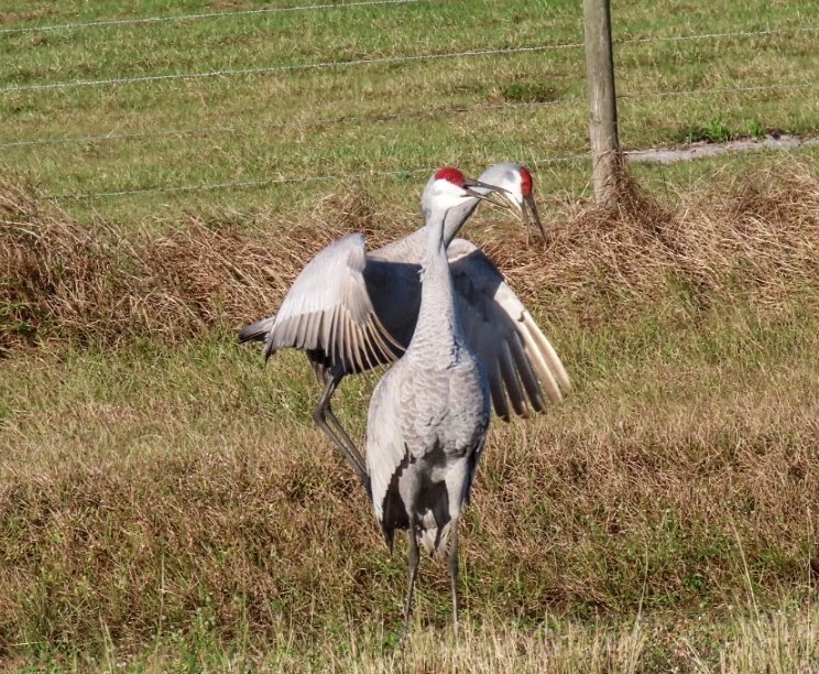 Sandhill Crane - ML647250607
