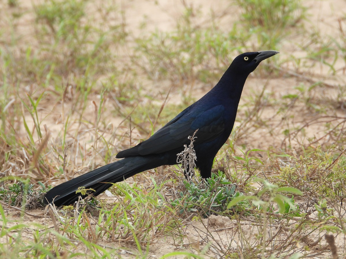 Great-tailed Grackle - ML647250608