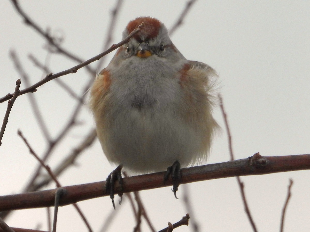 American Tree Sparrow - ML647250609