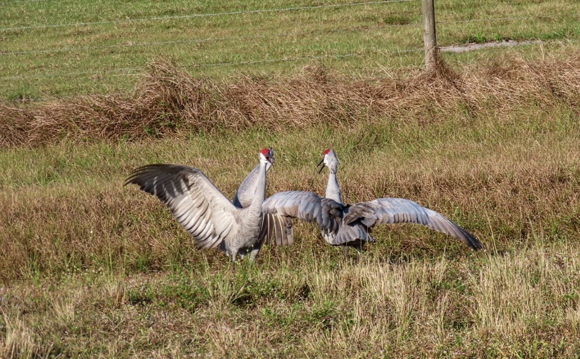 Sandhill Crane - ML647250610