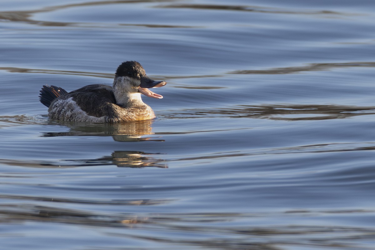 Ruddy Duck - ML647250611