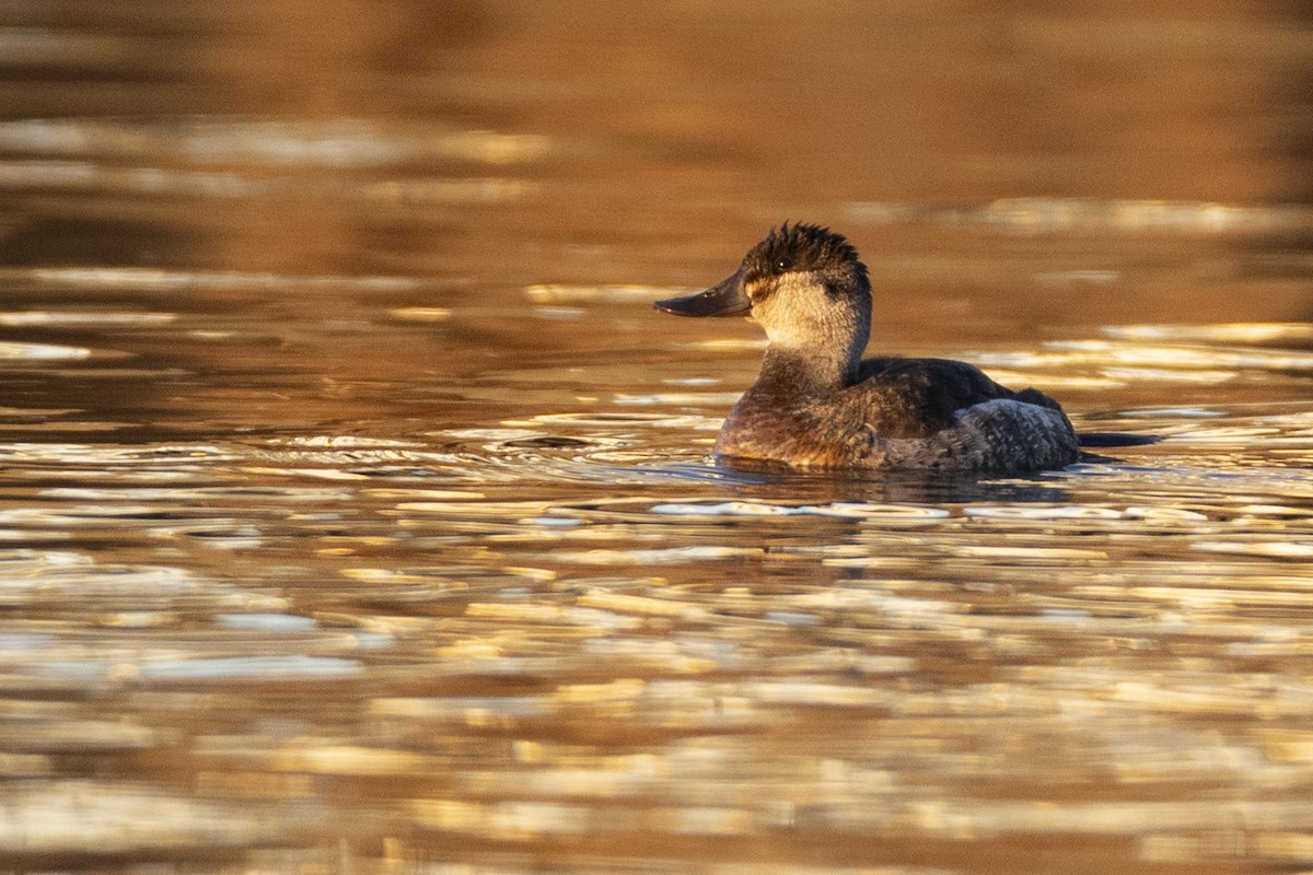 Ruddy Duck - ML647250612
