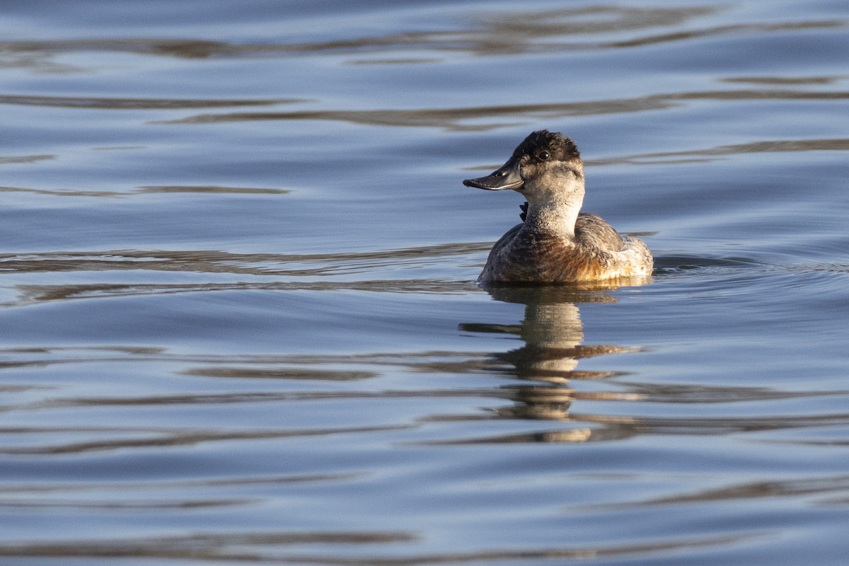Ruddy Duck - ML647250613