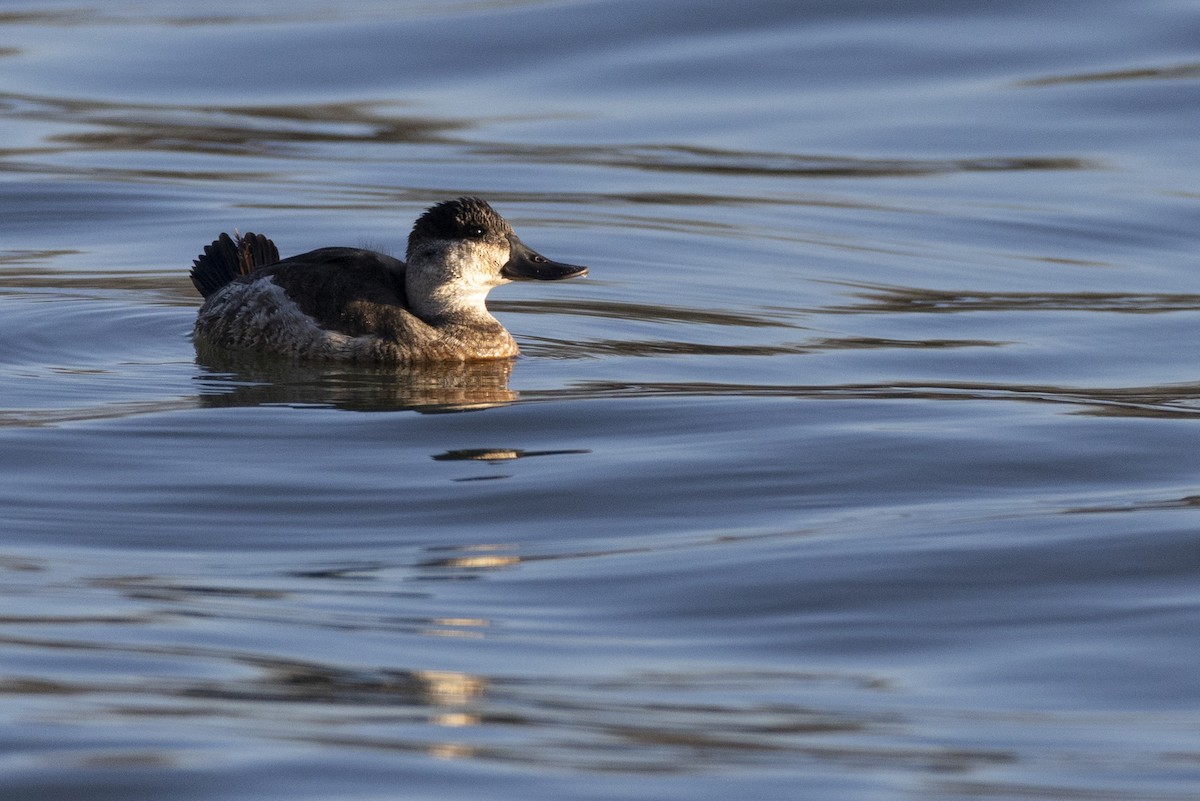 Ruddy Duck - ML647250614