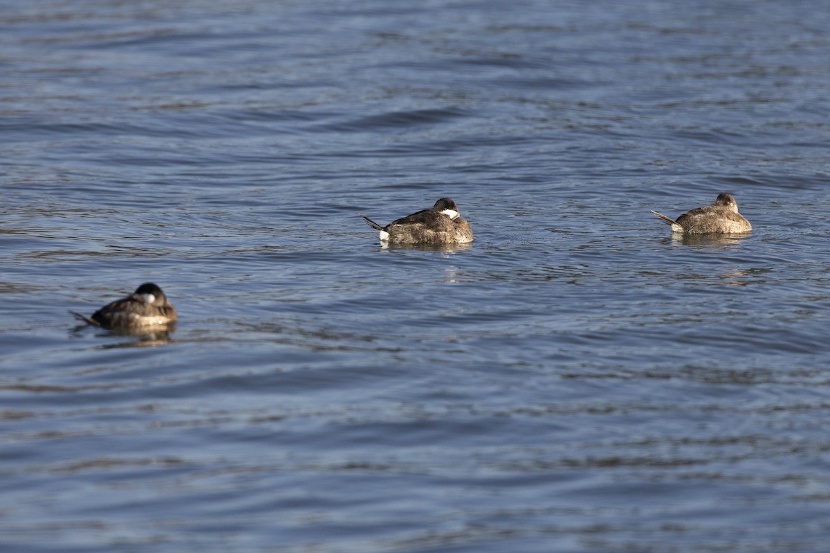 Ruddy Duck - ML647250615