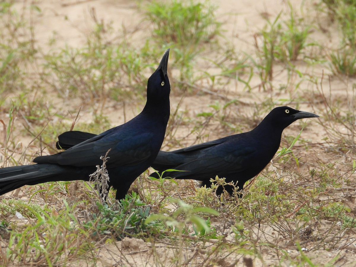 Great-tailed Grackle - ML647250616