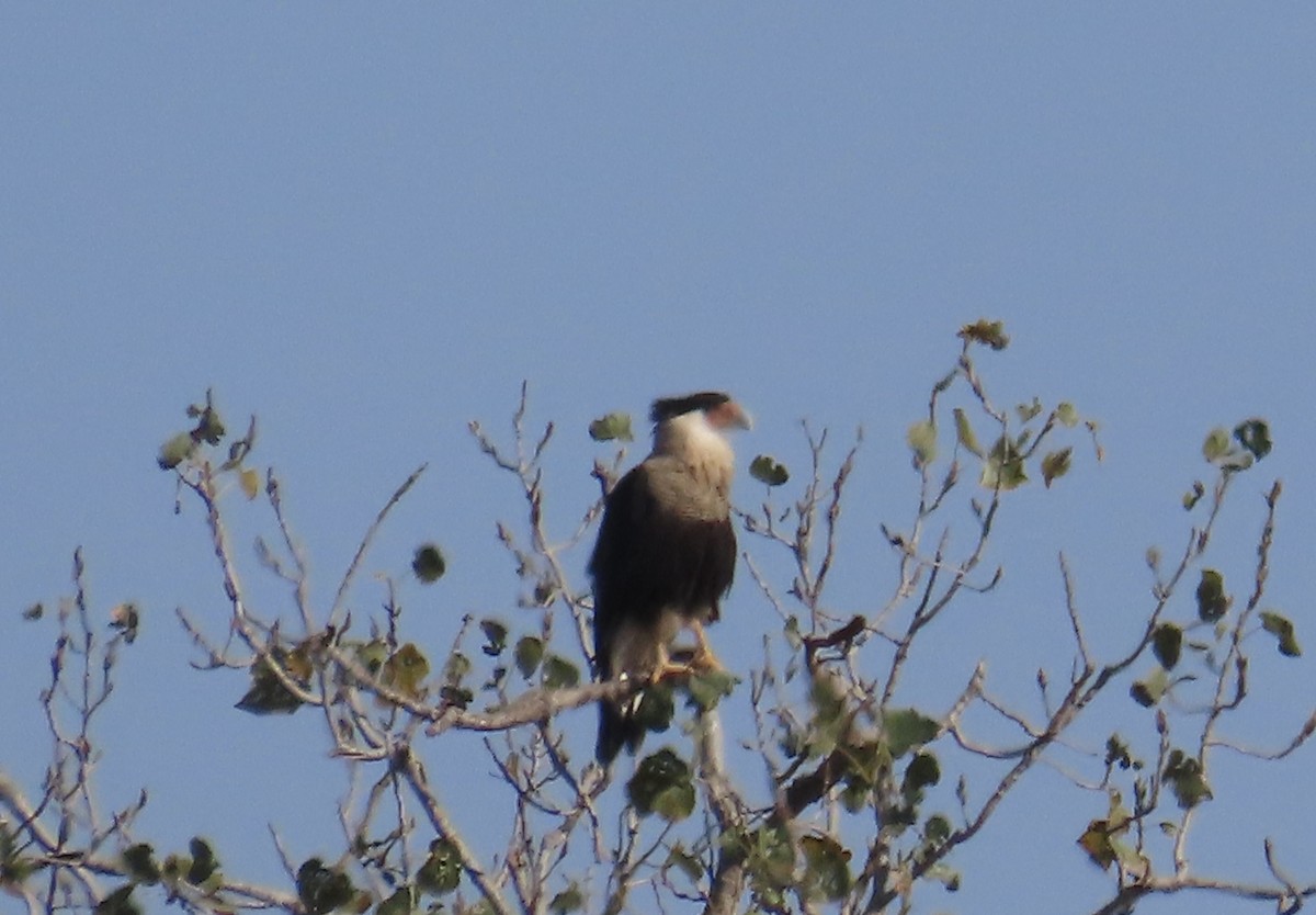 Crested Caracara - ML647250617
