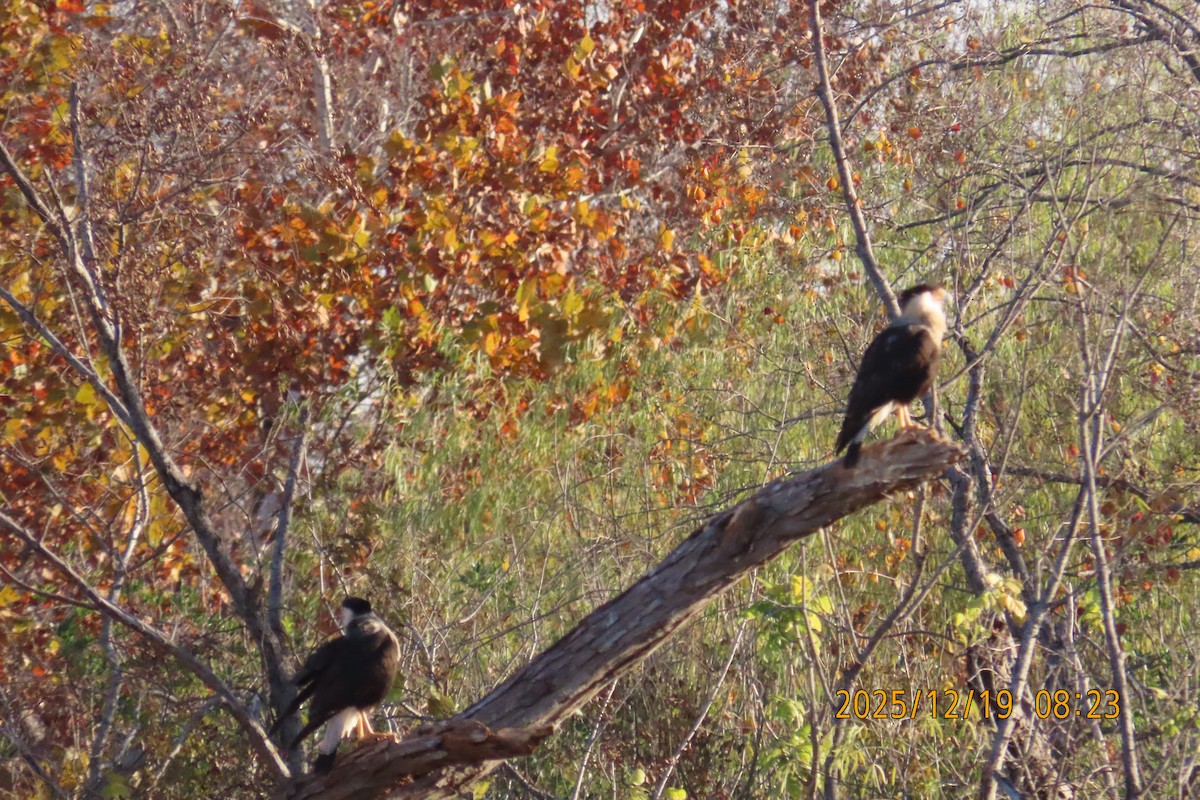 Crested Caracara - ML647250618