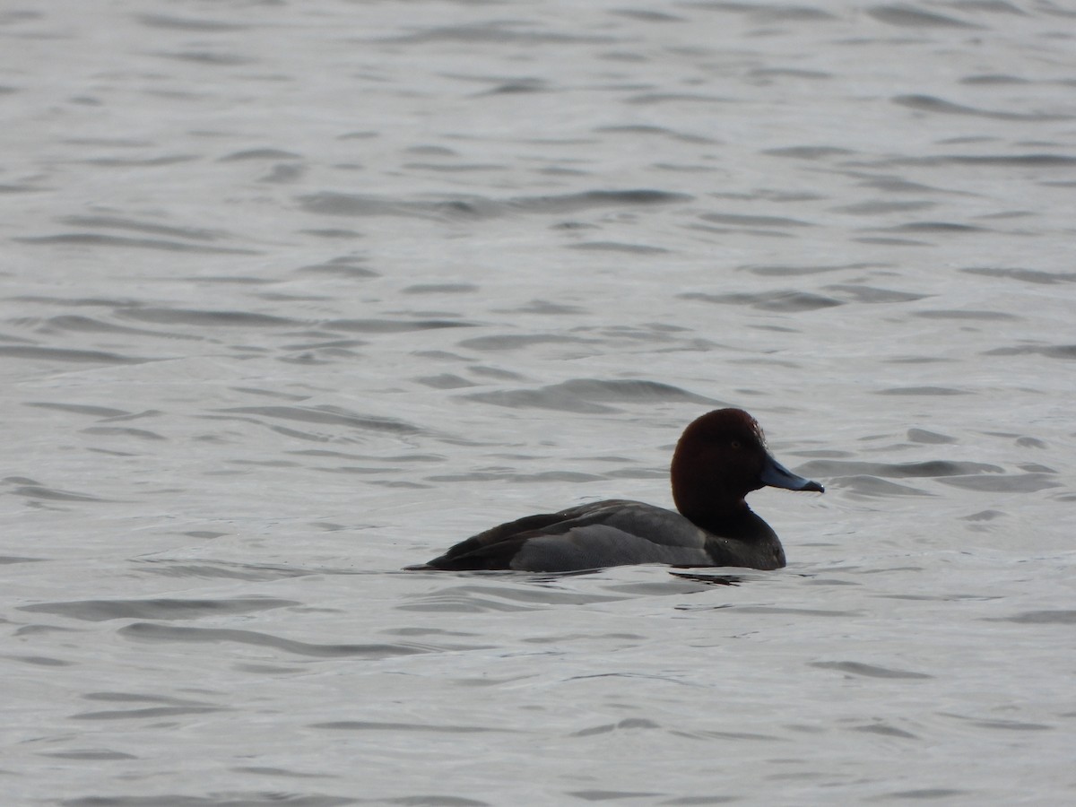 Redhead - ML647250621