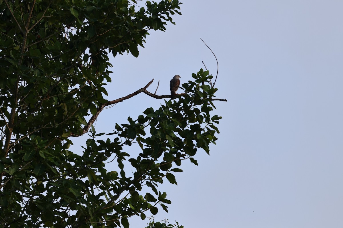 Ridgway's Hawk - ML647250622